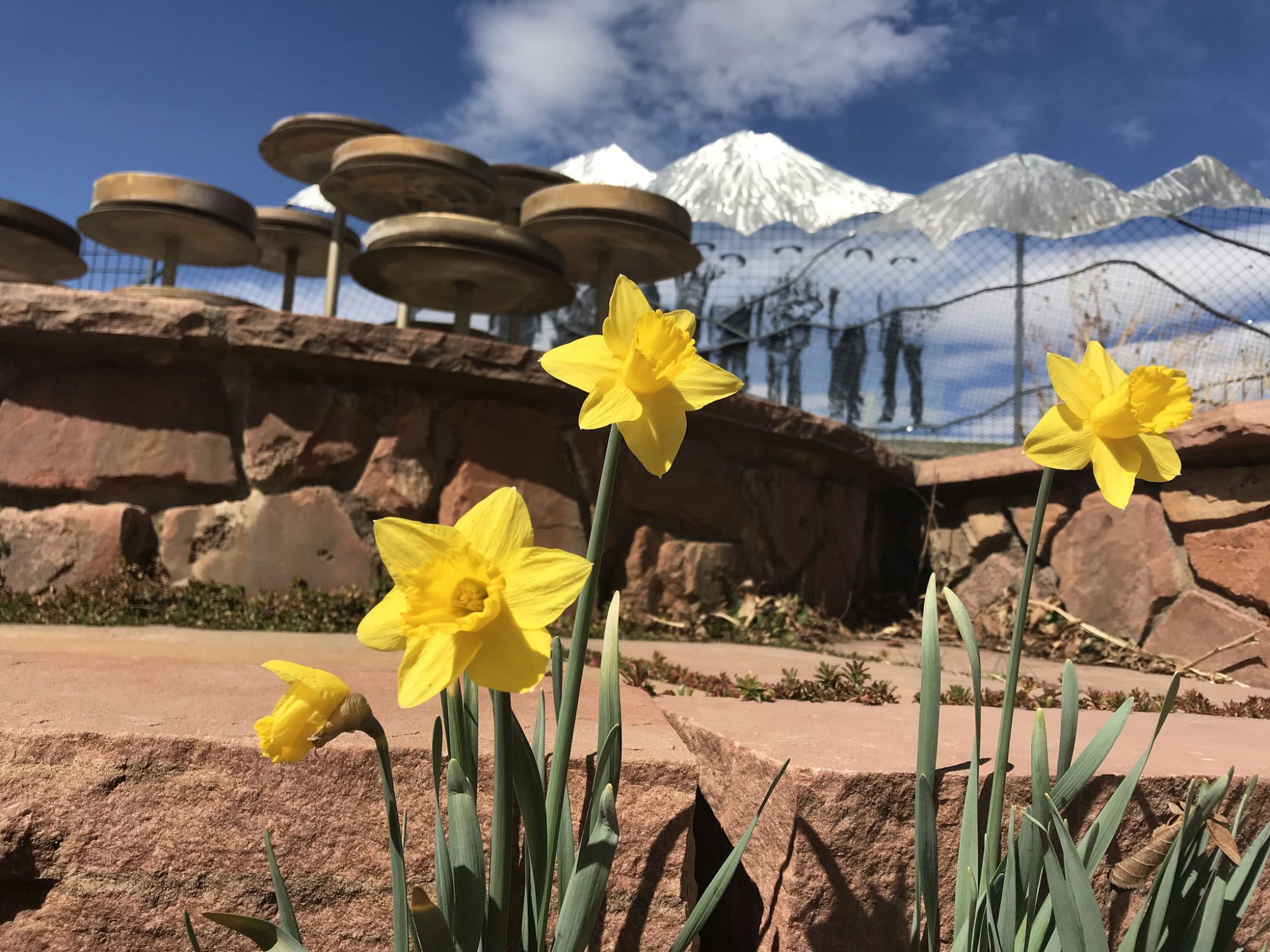 Daffodils and strategic rock placements make a beautiful community garden