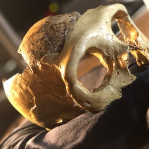 Neandertal cranium
