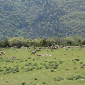 Flock of sheep in the Mediterranean