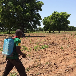 A Burkinabè man uses a backpack sprayer to apply pesticides to cotton fields.