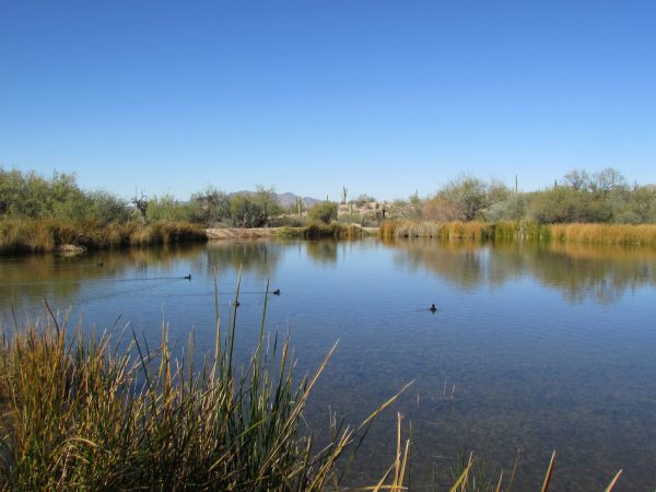 The pond at Quitobaquito is the only place in the United States where the endangered Sonoyta mud turtle, the caper butterfly and the Quitobaquito pupfish can be found naturally. Photo courtesy of Jared Orsi