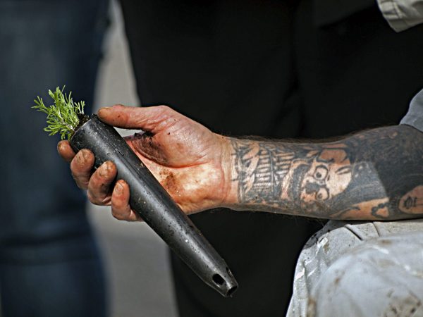 Tattooed arm of a man holding a plant stake
