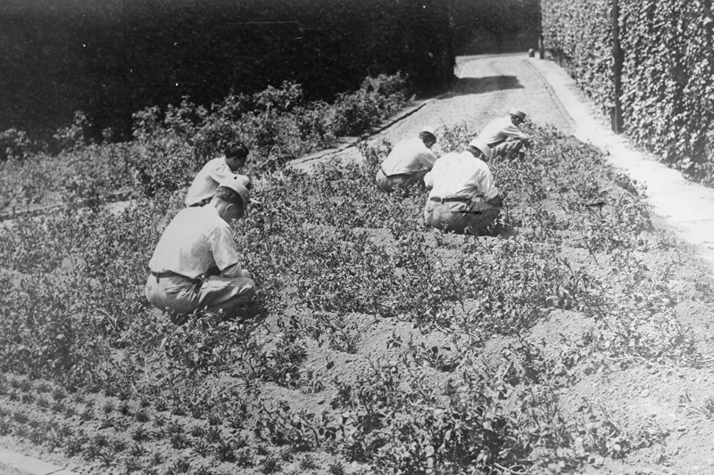 Inmates gardening at a penitentiary in Eastern Pennsylvania