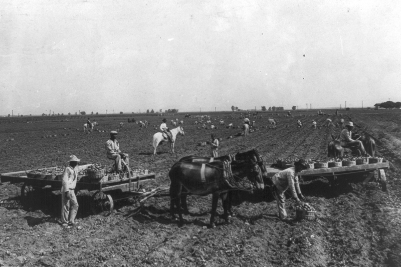 Inmates gathering potatoes at a prison farm in Texas