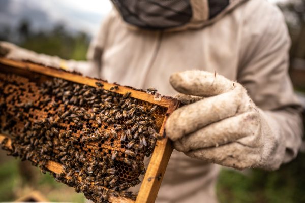 Close-up of a beekeeper collecting honey on a honeycomb of bees