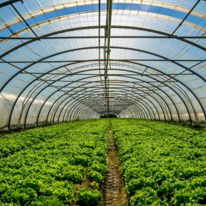 Young plants growing in a very large plant nursery