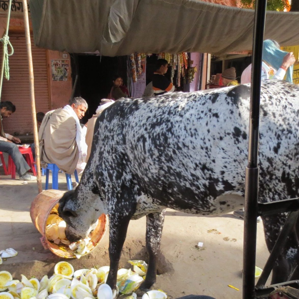 Cow in India eating out of a trash can